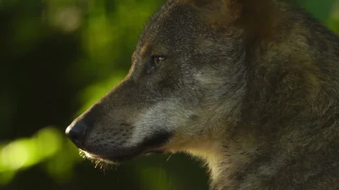 Cinematic View Of Wolf, Wildlife In Forest Stock Footage 323463092