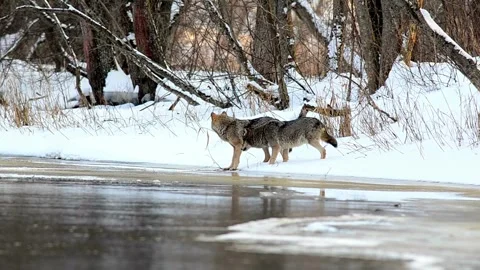 Cinematic View Of Wolf, Wildlife In Forest Stock Footage 323463295