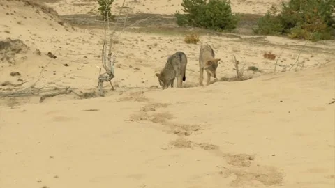 Cinematic View Of Wolf, Wildlife In Forest Stock Footage 323463330