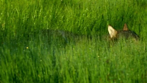 Cinematic View Of Wolf, Wildlife In Forest Stock Footage 323463350