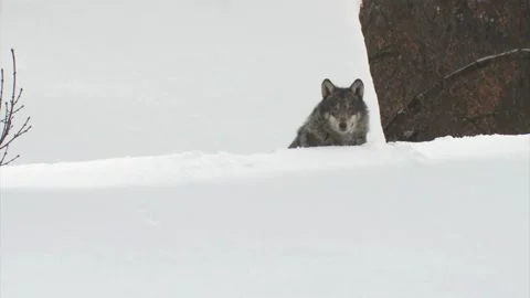 Cinematic View Of Wolf, Wildlife In Forest Stock Footage 323463389
