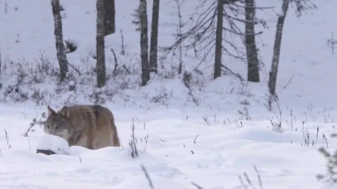 Cinematic View Of Wolf, Wildlife In Forest Stock Footage 323463513