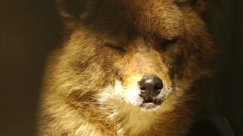 Cinematic View Of Wolf, Wildlife In Forest Stock Footage 323463523