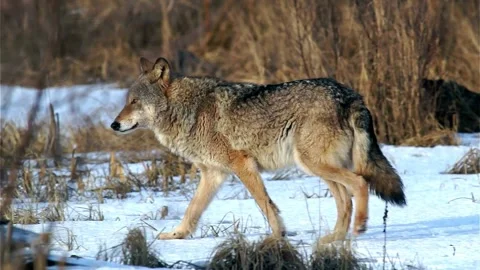 Cinematic View Of Wolf, Wildlife In Forest Stock Footage 323463537