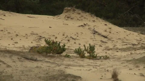 Cinematic View Of Wolf, Wildlife In Forest Stock Footage 323463540