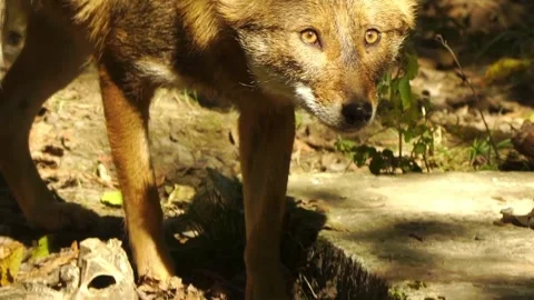Cinematic View Of Wolf, Wildlife In Forest Stock Footage 323463542