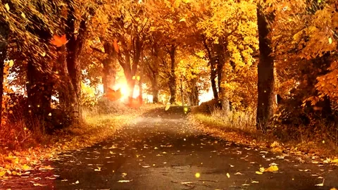 Cinematic View of Yellow Tree Avenue Stock Footage 346196223