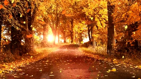 Cinematic View of Yellow Tree Avenue Stock Footage 346196224