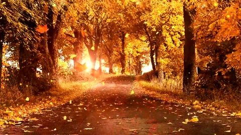 Cinematic View of Yellow Tree Avenue Stock Footage 346196228
