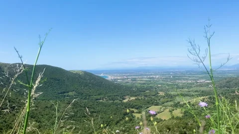 Cinematic viewpoint of Roses Stock Footage 279838771