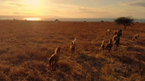 Cinematic visuals that bring nature’s magic to your screen Stock Footage 304885838