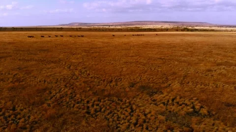 Cinematic visuals that bring nature’s magic to your screen Stock Footage 305016852