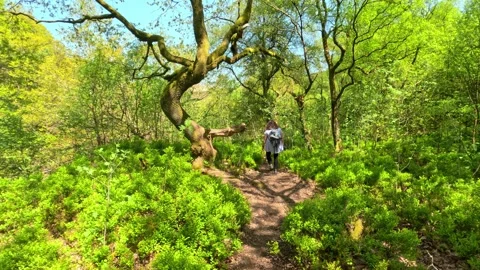 Cinematic Vivid Colored Forest Nature Mountain Hike Walking Camera Dolly Pe.. Видео 241938862