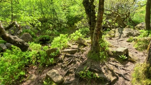 Cinematic Vivid Colored Forest Nature Mountain Hike Walking Camera Dolly Pe.. Видео 241939092