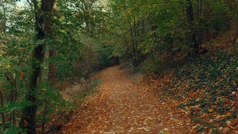 Cinematic walk along a forest path covered in autumn leaves Stock Footage 348351394