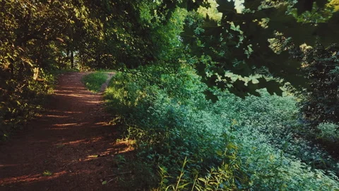 Cinematic walk peaceful forest path, lush greenery summer sunlight Stock Footage 338399104