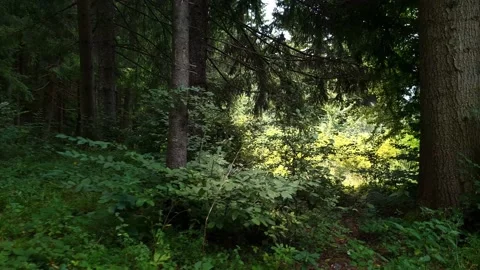 Cinematic walk through the forest toward light Stock Footage 160888525