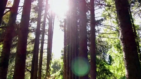 Cinematic Walking Forest Pathway 4k Stock Footage 69142289