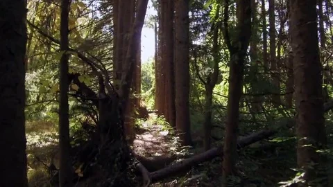 Cinematic Walking Forest Pathway 4k Stock Footage 69144684