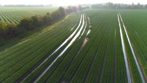 Cinematic wet vegetable flight over sunset, lens flare Vídeos de archivo 161812076