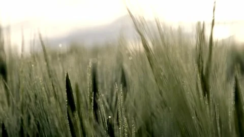 Cinematic wheat close-up with focus shift, morning dew, 4K Stock-Footage 320155060