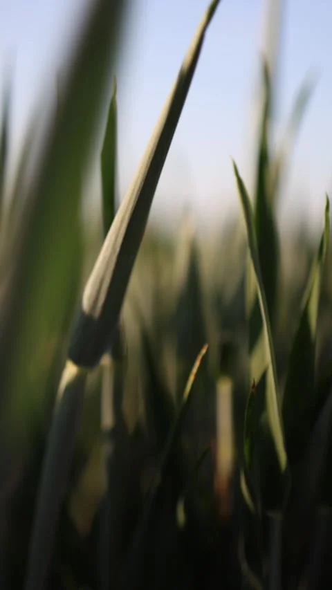 Cinematic wheat close up Stock-Footage 337941206