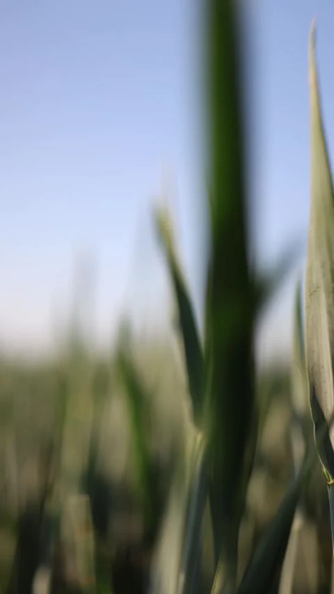 Cinematic wheat close up Vidéo 337941207