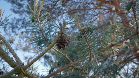 Cinematic wide angle view of a pinecone hanging from a pine tree branch. Stock Footage 337210586