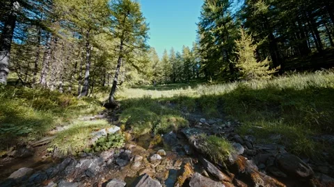 Cinematic wide angle view of small stream flowing through sunny larch fores.. Stock Footage 337385188