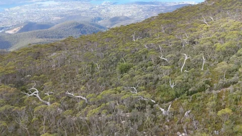 Cinematic wide drone flight over the slopes of Mt Wellington overlooking Hobart. Vídeo Stock 332542449