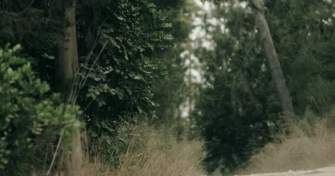 Cinematic wind moving tree branches on a beautiful calm forest path Stock Footage 144380960