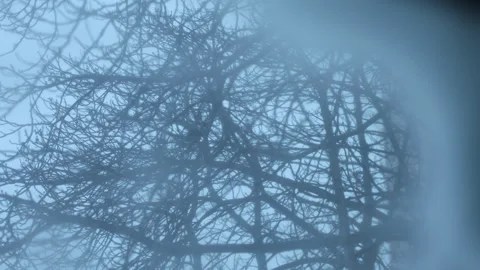 Cinematic winter footage of bare tree branches silhouetted through a soft blue 库存影片 342142136