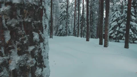 Cinematic Winter Forest Stock Footage 200830971