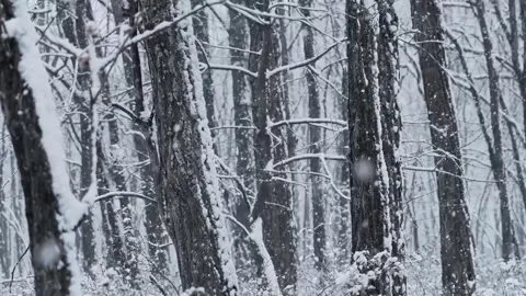 Cinematic Winter Forest with Heavy Snow Covered Pine Trees Video stock 329616014