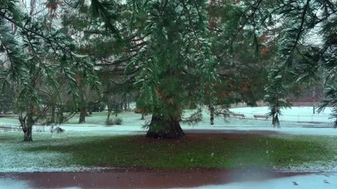 Cinematic Winter Forest Scene With Falling Snow Stock Footage 328914739