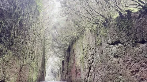 Cinematic Winter View of Laurel Forest Trail in Parque Rural de Anaga 库存影片 326194282
