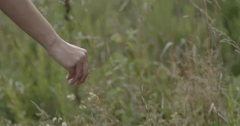 Cinematic Woman's Hand Running Through Green Wheat Field Stock Footage