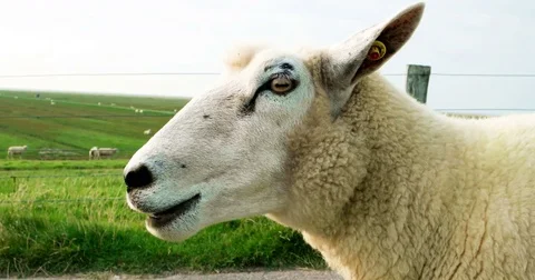 Cinematograph of a Sheep on a Dike Stock Footage 78506754