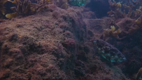 A cinemtic tripod medium tight shot of a colourful cuttlefish hunting and Stock Footage 152865604