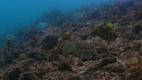 A cinemtic tripod medium tight shot of a colourful cuttlefish hunting and Stock Footage 152865688