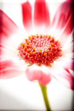 Cineraria close up Stock Photos
