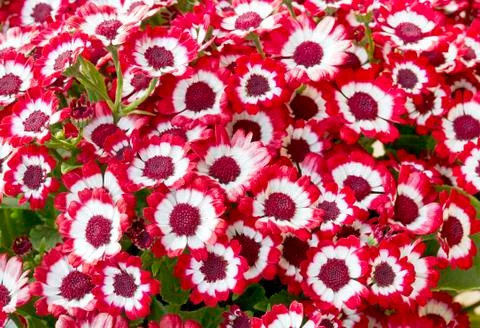 Cineraria Stock Photos