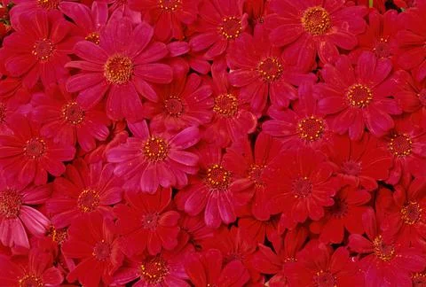 Cineraria Stock Photos