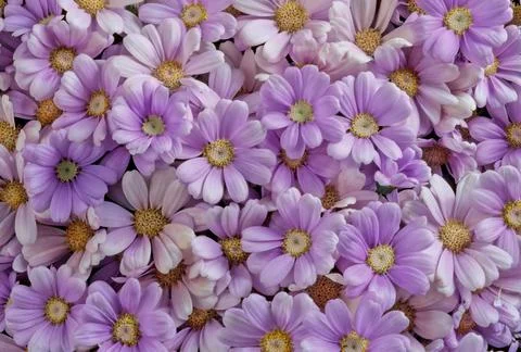 Cineraria Stock Photos