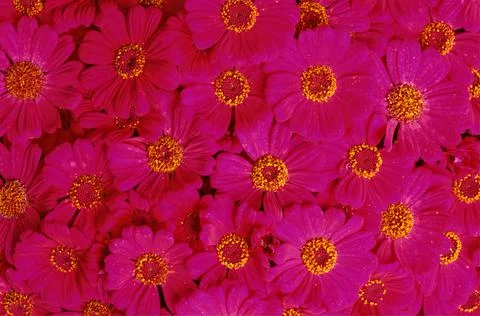 Cineraria Stock Photos
