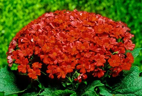 Cineraria Stock Photos