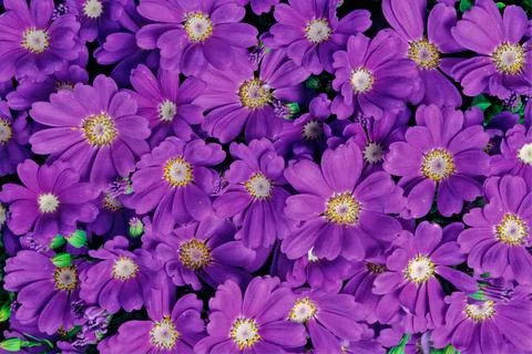 Cineraria Stock Photos