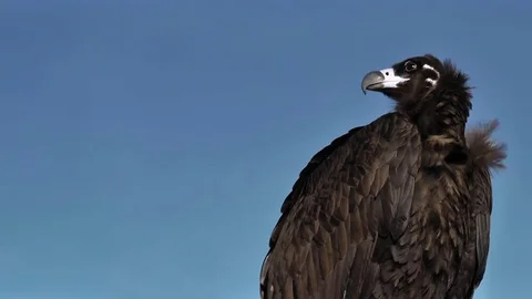 Cinereous Vulture Aegypius Monachus Stock Footage