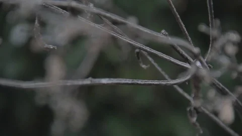 Cinestyle -  dead branch whit ice on it and focus pull Video stock 71246750
