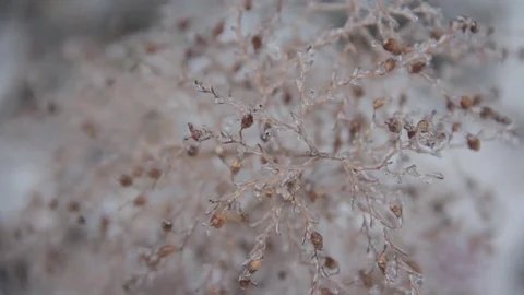 Cinestyle - dead plant whit ice on it Video stock 71246766